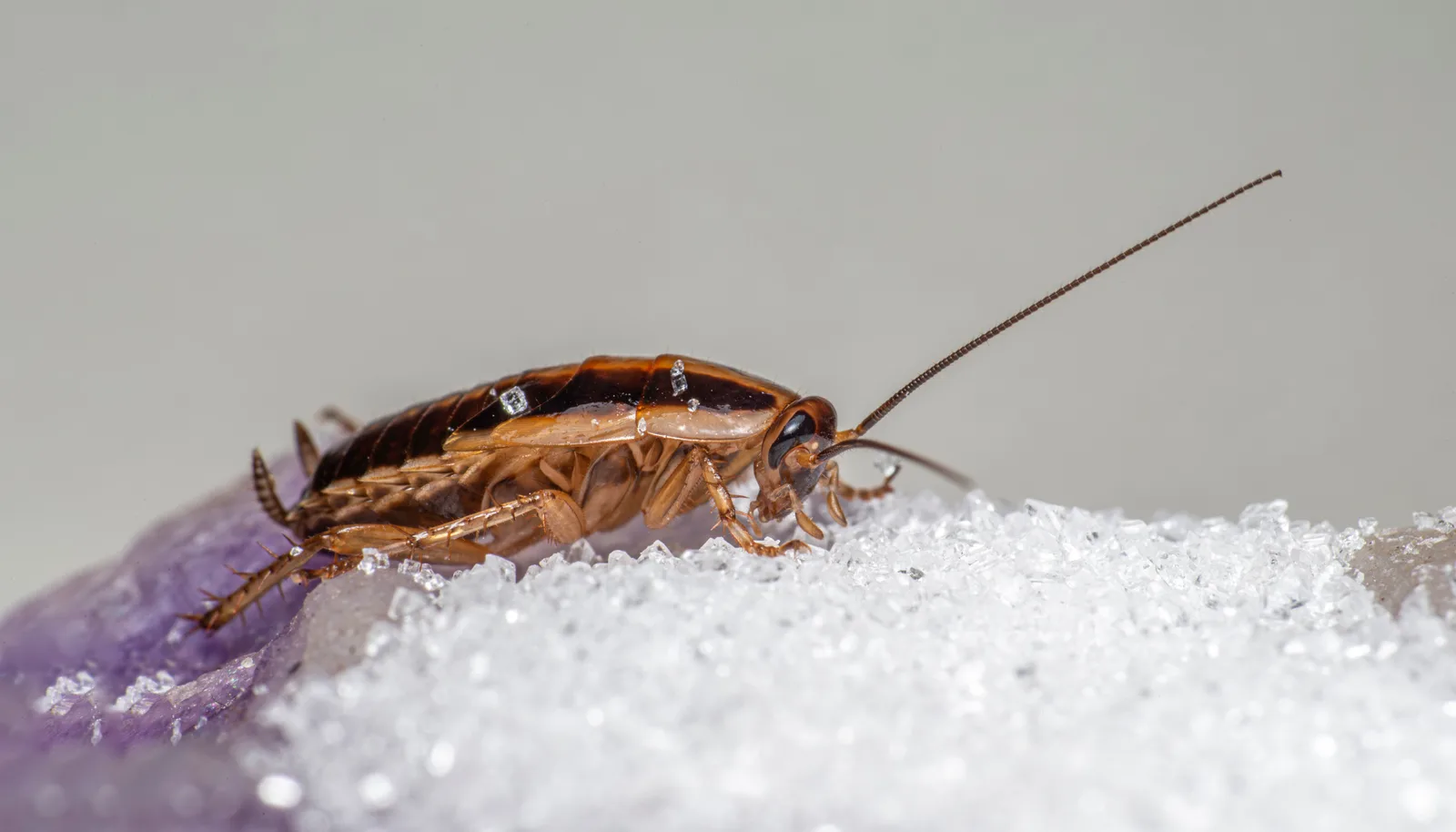 Cover Homeflow: Infestazione da parassiti in affitto: chi paga la disinfestazione?